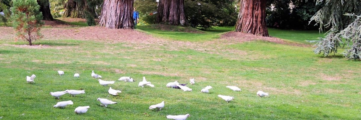 Vivre à Rennes : Votre Guide Ultime